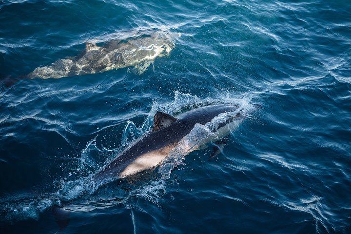 Sydney Whale-Watching Cruise - Nambucca Heads Accommodation