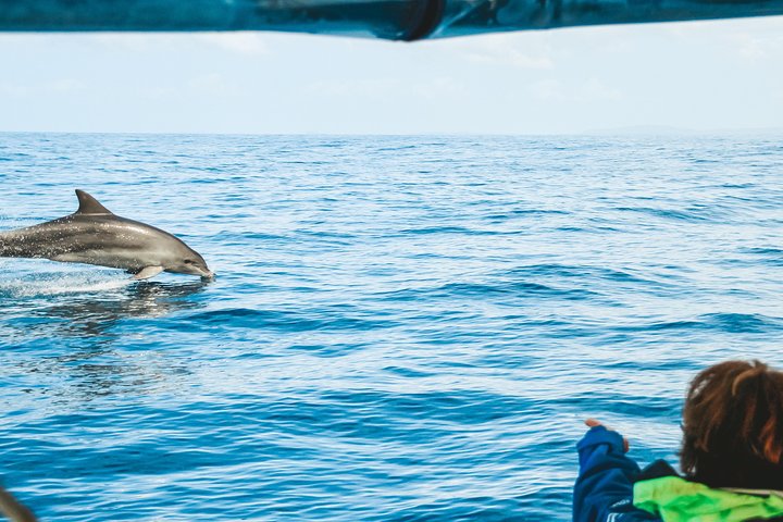 Cruise with Dolphins in Byron Bay - Nambucca Heads Accommodation